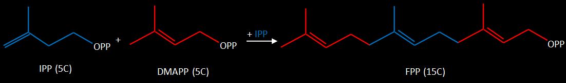 Formação do Farnesil Pirofosfato (FPP)