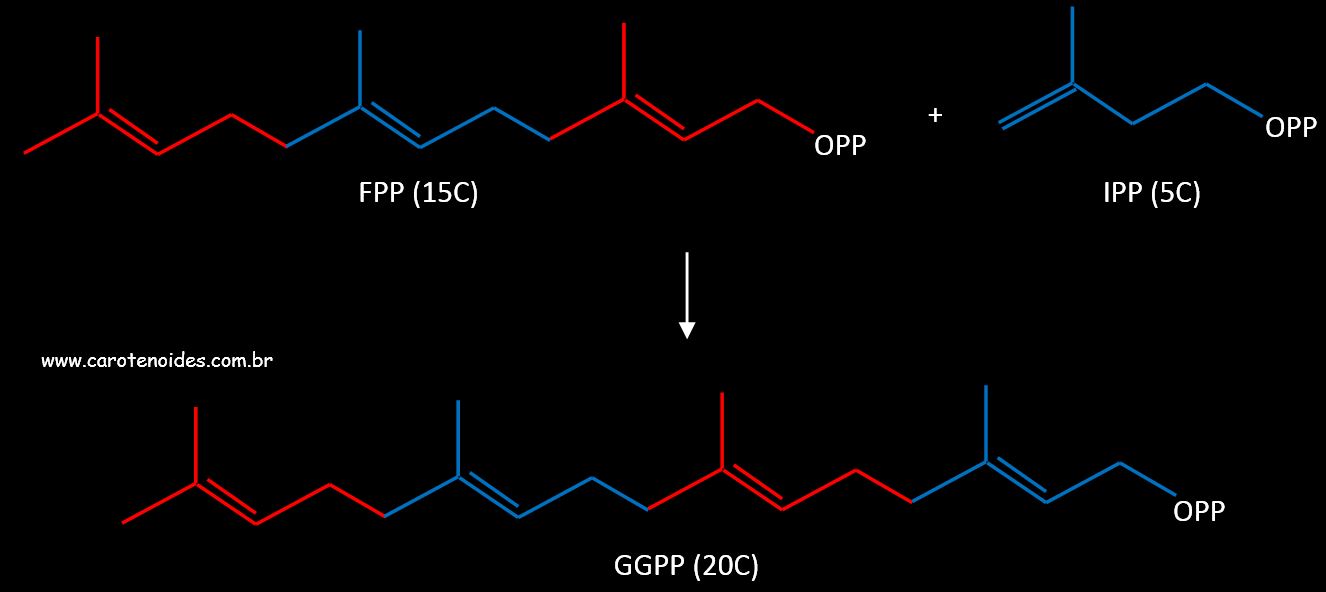 Formação do Geranilgeranil Pirofosfato (GGPP)