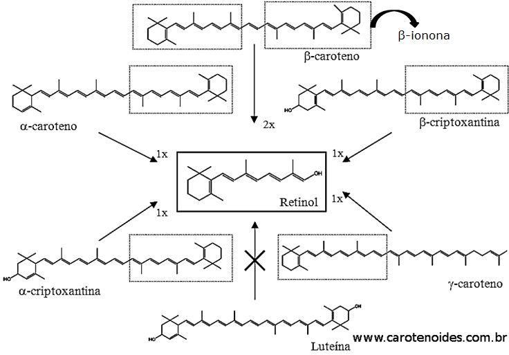 A conversão de Carotenoides em Vitamina A